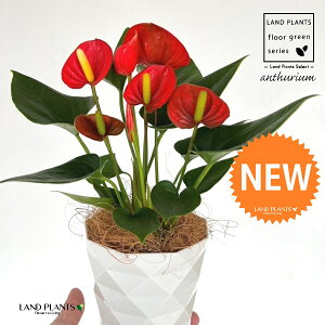 �A���X���E���i���b�h�F�ԐF�j 4�� ���F �_�C���� �v���X�`�b�N�� 1�� �y��M�E�R�R�t�@�C�o�[�z �A���X�����[�� �I�I�x�j�E�`�� �x�j�E�`�� Anthurium