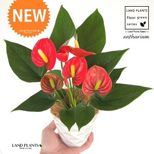 �A���X���E���i���b�h�F�ԐF�j 4�� ���F �_�C���� �v���X�`�b�N�� 1�� �y��M�E�R�R�t�@�C�o�[�z �A���X�����[�� �I�I�x�j�E�`�� �x�j�E�`�� Anthurium