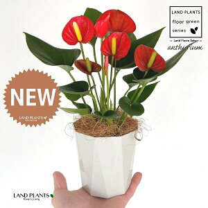 �A���X���E���i���b�h�F�ԐF�j 4�� ���F �g���X�� �v���X�`�b�N�� 1�� �y��M�E�R�R�t�@�C�o�[�z �A���X�����[�� �I�I�x�j�E�`�� �x�j�E�`�� Anthurium