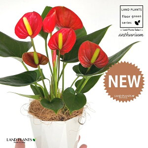 �A���X���E���i���b�h�F�ԐF�j 4�� ���F �g���X�� �v���X�`�b�N�� 1�� �y��M�E�R�R�t�@�C�o�[�z �A���X�����[�� �I�I�x�j�E�`�� �x�j�E�`�� Anthurium