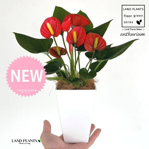 AXEibhFԐFj 4 F XNGA^ vX`bN 1 yMERRt@Co[z AX[ IIxjE` xjE` Anthurium