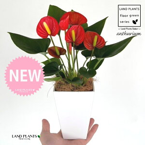 AXEibhFԐFj 4 F XNGA^ vX`bN 1 yMERRt@Co[z AX[ IIxjE` xjE` Anthurium