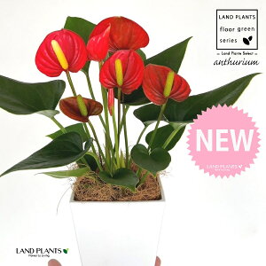 AXEibhFԐFj 4 F XNGA^ vX`bN 1 yMERRt@Co[z AX[ IIxjE` xjE` Anthurium