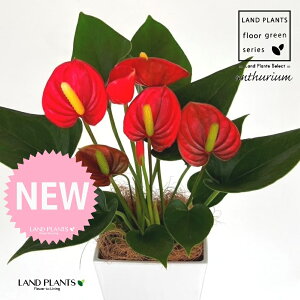 AXEibhFԐFj 4 F XNGA^ vX`bN 1 yMERRt@Co[z AX[ IIxjE` xjE` Anthurium