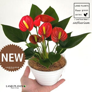 �A���X���E���i���b�h�F�ԐF�j 5�� ���F ��^ �Z���A�[�g�� 1�� �y��M�E�R�R�t�@�C�o�[�z �A���X�����[�� �I�I�x�j�E�`�� �x�j�E�`�� Anthurium