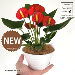 �A���X���E���i���b�h�F�ԐF�j 5�� ���F ��^ �Z���A�[�g�� 1�� �y��M�E�R�R�t�@�C�o�[�z �A���X�����[�� �I�I�x�j�E�`�� �x�j�E�`�� Anthurium