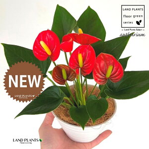 �A���X���E���i���b�h�F�ԐF�j 5�� ���F ��^ �Z���A�[�g�� 1�� �y��M�E�R�R�t�@�C�o�[�z �A���X�����[�� �I�I�x�j�E�`�� �x�j�E�`�� Anthurium