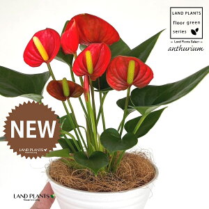 �A���X���E���i���b�h�F�ԐF�j 5�� ���F ��^ �Z���A�[�g�� 1�� �y��M�E�R�R�t�@�C�o�[�z �A���X�����[�� �I�I�x�j�E�`�� �x�j�E�`�� Anthurium