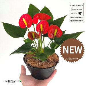 �A���X���E���i���b�h�F�ԐF�j 5�� ���F ��^ �Z���A�[�g�� 1�� �y��M�E�R�R�t�@�C�o�[�z �A���X�����[�� �I�I�x�j�E�`�� �x�j�E�`�� Anthurium