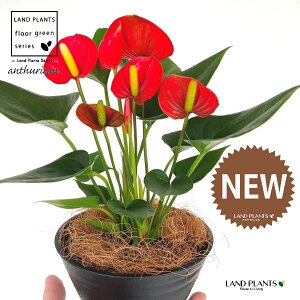 �A���X���E���i���b�h�F�ԐF�j 5�� ���F ��^ �Z���A�[�g�� 1�� �y��M�E�R�R�t�@�C�o�[�z �A���X�����[�� �I�I�x�j�E�`�� �x�j�E�`�� Anthurium