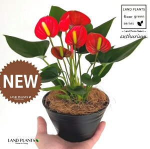 AXEibhFԐFj 5 F ^ ZA[g 1 yMERRt@Co[z AX[ IIxjE` xjE` Anthurium