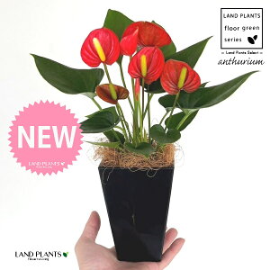 AXEibhFԐFj 4 F XNGA^ vX`bN 1 yMERRt@Co[z AX[ IIxjE` xjE` Anthurium