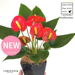 AXEibhFԐFj 4 F XNGA^ vX`bN 1 yMERRt@Co[z AX[ IIxjE` xjE` Anthurium