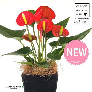 AXEibhFԐFj 4 F XNGA^ vX`bN 1 yMERRt@Co[z AX[ IIxjE` xjE` Anthurium