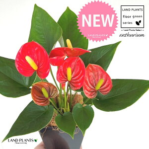 AXEibhFԐFj 4 F XNGA^ vX`bN 1 yMERRt@Co[z AX[ IIxjE` xjE` Anthurium