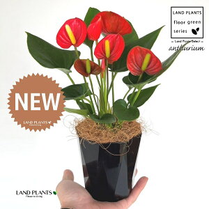 AXEibhFԐFj 4 F gX vX`bN 1 yMERRt@Co[z AX[ IIxjE` xjE` Anthurium