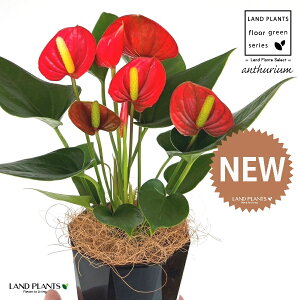 AXEibhFԐFj 4 F gX vX`bN 1 yMERRt@Co[z AX[ IIxjE` xjE` Anthurium