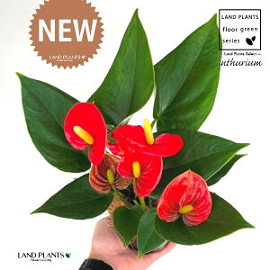 AXEibhFԐFj 4 F gX vX`bN 1 yMERRt@Co[z AX[ IIxjE` xjE` Anthurium