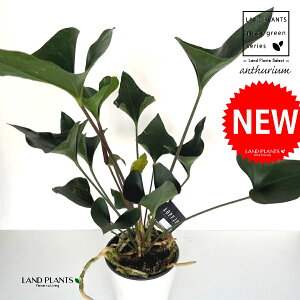 �A���X���E���i�A���[�j 5�� �v���X�`�b�N�c 1�� �A���X �A���X�����[�� Anthurium Arrow