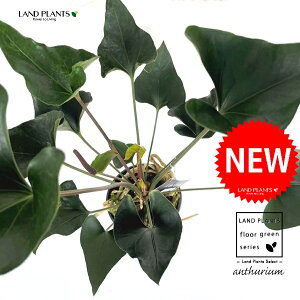 �A���X���E���i�A���[�j 5�� �v���X�`�b�N�c 1�� �A���X �A���X�����[�� Anthurium Arrow