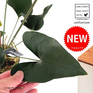 �A���X���E���i�A���[�j 5�� �v���X�`�b�N�c 1�� �A���X �A���X�����[�� Anthurium Arrow