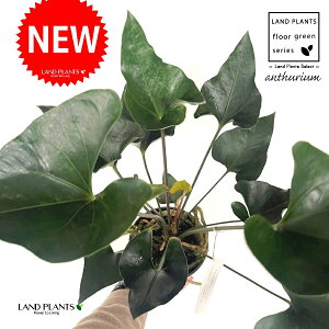 �A���X���E���i�A���[�j 5�� �v���X�`�b�N�c 1�� �A���X �A���X�����[�� Anthurium Arrow