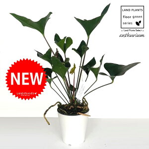 �A���X���E���i�A���[�j 5�� �v���X�`�b�N�c 1�� �A���X �A���X�����[�� Anthurium Arrow