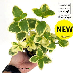 cj`j`\EiXj 3 |bgc 1 cMLE j`j`\E OhJo[ Vinca major bigleaf periwinkle