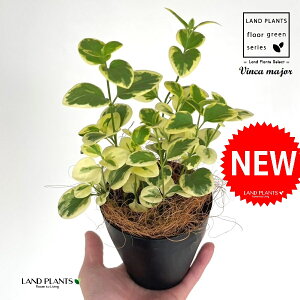 cj`j`\EiXj 4 F vX`bN 1 yRRt@Co[z cMLE j`j`\E OhJo[ Vinca major bigleaf periwinkle