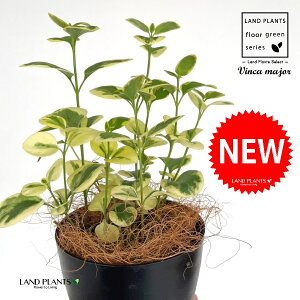 �c���j�`�j�`�\�E�i�����X���j 4�� ���F �v���X�`�b�N�� 1�� �y�R�R�t�@�C�o�[�z �c���M�L���E ���j�`�j�`�\�E �O�����h�J�o�[ Vinca major bigleaf periwinkle