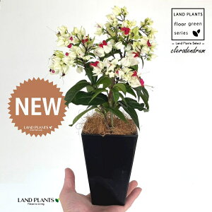 QyCJYij 4 F XNGA^ vX`bN 1 yMERRt@Co[z Nfh Nfh NTM QyCNTM QyC{N Clerodendrum thomson