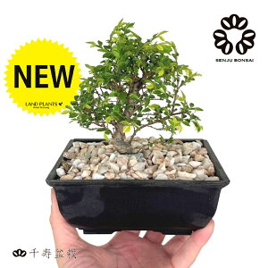 y~́z ~ BONSAI PLiOF蔪[Oj 5 ` ~͔ vX`bN 1 yVRӐ΁z Japanese zelkova