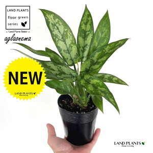 AOIl}i}Aj 3.5 |bgc 1 AOIl}}A R^c Aglaonema Maria