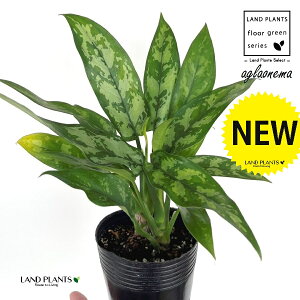 AOIl}i}Aj 3.5 |bgc 1 AOIl}}A R^c Aglaonema Maria