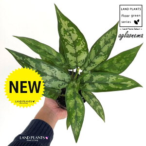 AOIl}i}Aj 3.5 |bgc 1 AOIl}}A R^c Aglaonema Maria