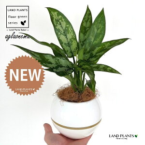 AOIl}i}Aj 4 F {[|bg M̎ vX`bN MTCY 1 yRRt@Co[z AOIl}}A R^c Aglaonema Maria