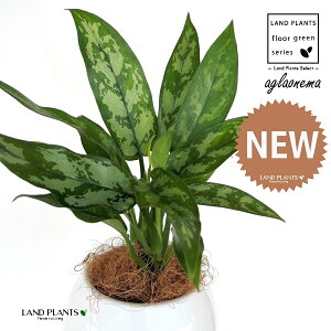 AOIl}i}Aj 4 F {[|bg M̎ vX`bN MTCY 1 yRRt@Co[z AOIl}}A R^c Aglaonema Maria