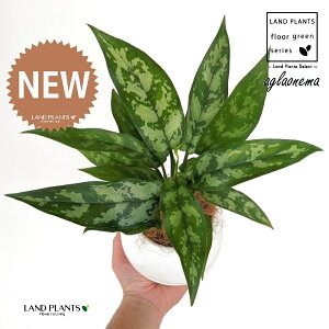 AOIl}i}Aj 4 F {[|bg M̎ vX`bN MTCY 1 yRRt@Co[z AOIl}}A R^c Aglaonema Maria