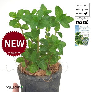 ~giq[g~gj F X|bg V_[^ 픫 1 yRRt@Co[z nbJiׁj n[u n[ Mint