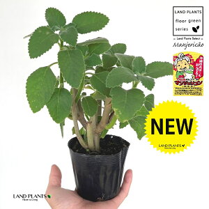 }WFRi{hj 3.5 |bgc 1 }WFR{h tH[XR[ ivNgTXFoo[cXj {gW n[u n[ Manjeric?o Plectranthus barbatus