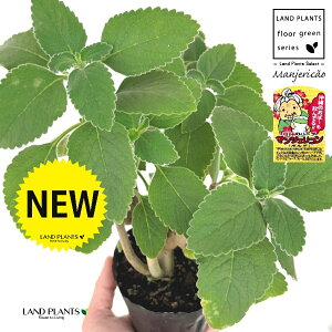 }WFRi{hj 3.5 |bgc 1 }WFR{h tH[XR[ ivNgTXFoo[cXj {gW n[u n[ Manjeric?o Plectranthus barbatus