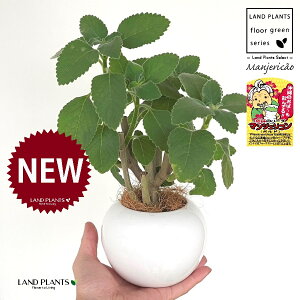 }WFRi{hj F ی^ 픫 1 yRRt@Co[z }WFR{h tH[XR[ ivNgTXFoo[cXj {gW n[u n[ Manjeric?o Plectra