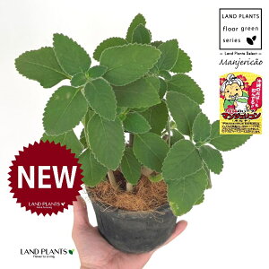 }WFRi{hj F X|bg V_[^ 픫 1 yRRt@Co[z }WFR{h tH[XR[ vNgTX oo[cX {gW n[u n[