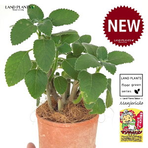 }WFRi{hj F X|bg V_[^ 픫 1 yRRt@Co[z }WFR{h tH[XR[ vNgTX oo[cX {gW n[u n[