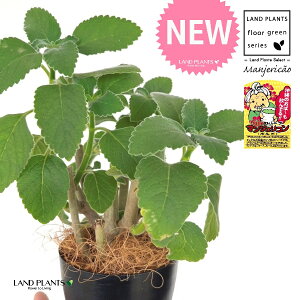 }WFRi{hj 4 F vX`bN 1 yRRt@Co[z }WFR{h tH[XR[ ivNgTXFoo[cXj {gW n[u n[ Manjeric