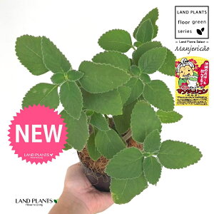 }WFRi{hj 4 F vX`bN 1 yRRt@Co[z }WFR{h tH[XR[ ivNgTXFoo[cXj {gW n[u n[ Manjeric