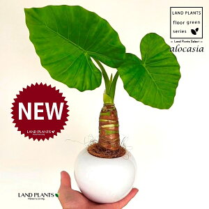 NYCioj F ی^ 픫 1 yMERRt@Co[z AJVA Ih A[JVA TgC o Alocasia odora