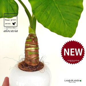 NYCioj F ی^ 픫 1 yMERRt@Co[z AJVA Ih A[JVA TgC o Alocasia odora