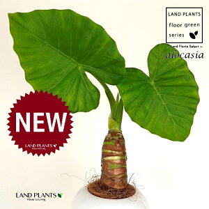 NYCioj F ی^ 픫 1 yMERRt@Co[z AJVA Ih A[JVA TgC o Alocasia odora