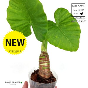 NYCioj 3.5 |bgc 1 AJVA Ih A[JVA TgC o Alocasia odora